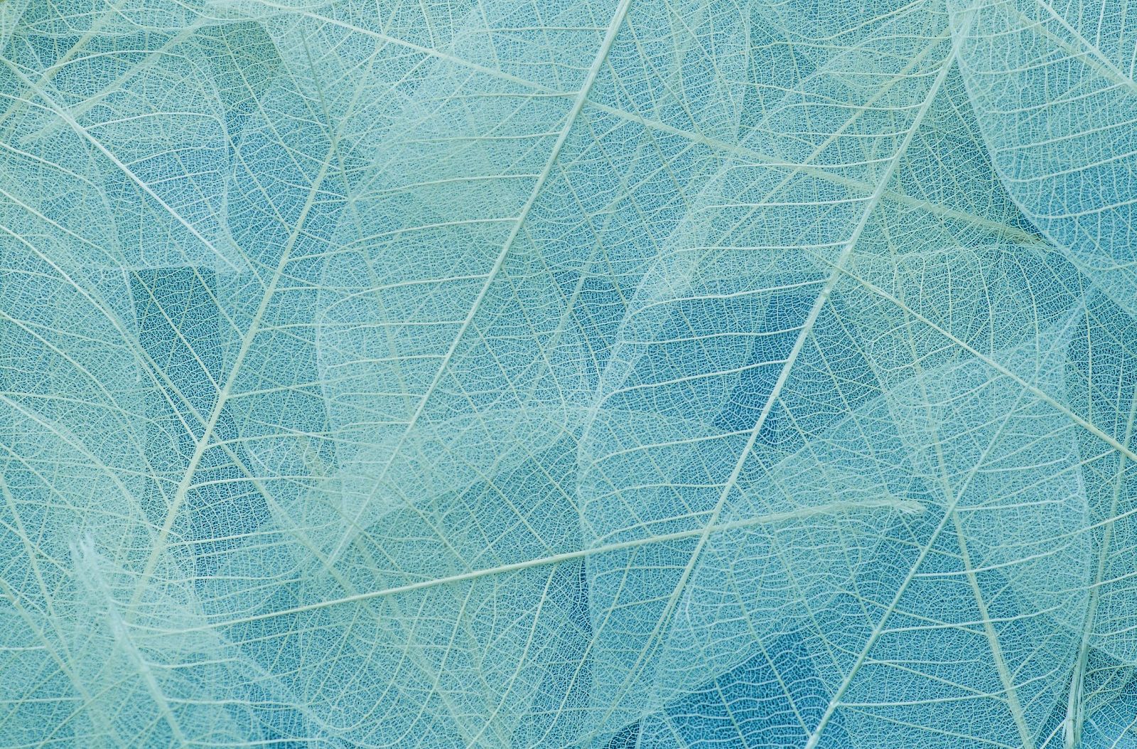 The image shows a textured pattern of delicate, overlapping pale blue leaves with visible veins, creating an intricate and ethereal appearance.