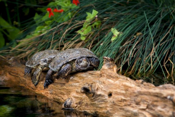 Two turtles resting on a log near a pond, surrounded by green grass and red flowers.