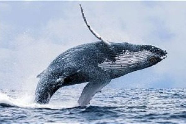 A humpback whale breaching out of the ocean, displaying its massive body against a backdrop of sky and sea.