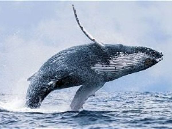 A humpback whale breaching out of the ocean, displaying its massive body against a backdrop of sky and sea.