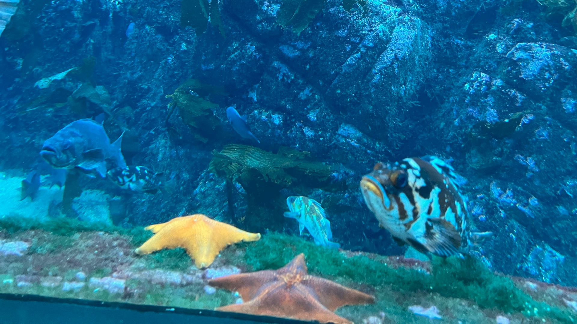 An underwater scene with fish swimming and two starfish on a rocky surface.