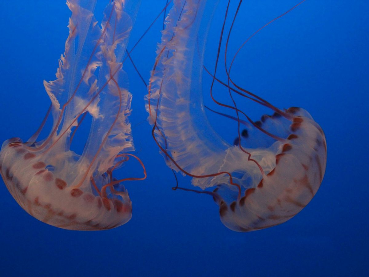 The image shows two translucent jellyfish with long tentacles, floating majestically against a deep blue background in the water.